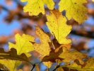 PICTURES/Gallery2/t_Fall foliage - Sedona West Fork Trail (205).jpg